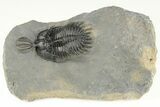 Short Trident Walliserops Trilobite - Timrzit, Morocco #179515-1